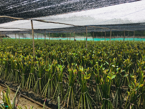 Mangrove Ecosystem Rehabilitation in Paser Regency, East Kalimantan